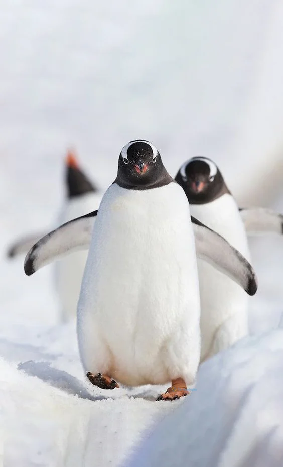 Hình nền chim Cánh Cụt cho điện thoại