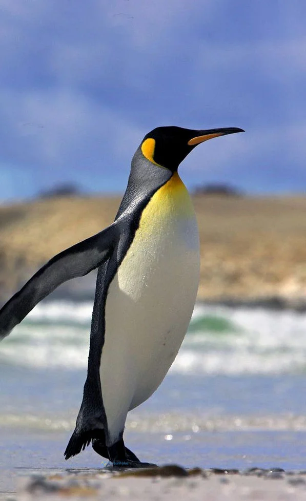 Hình nền chim Cánh Cụt