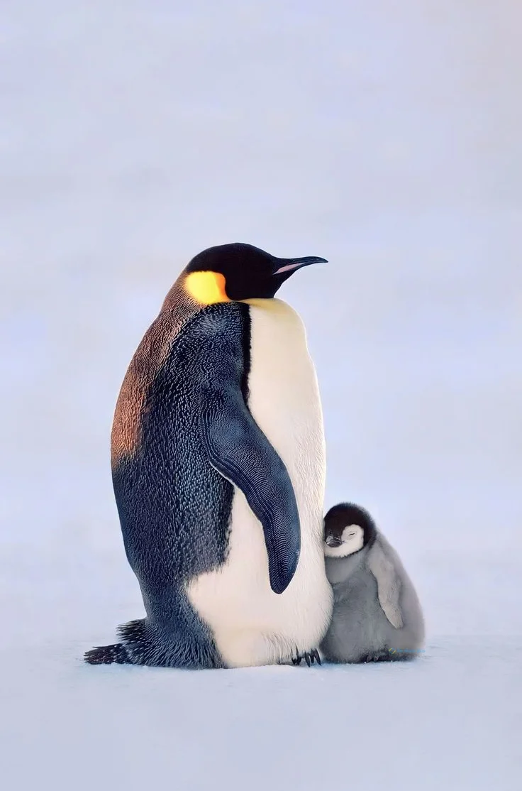 Hình nền chim Cánh Cụt cho điện thoại