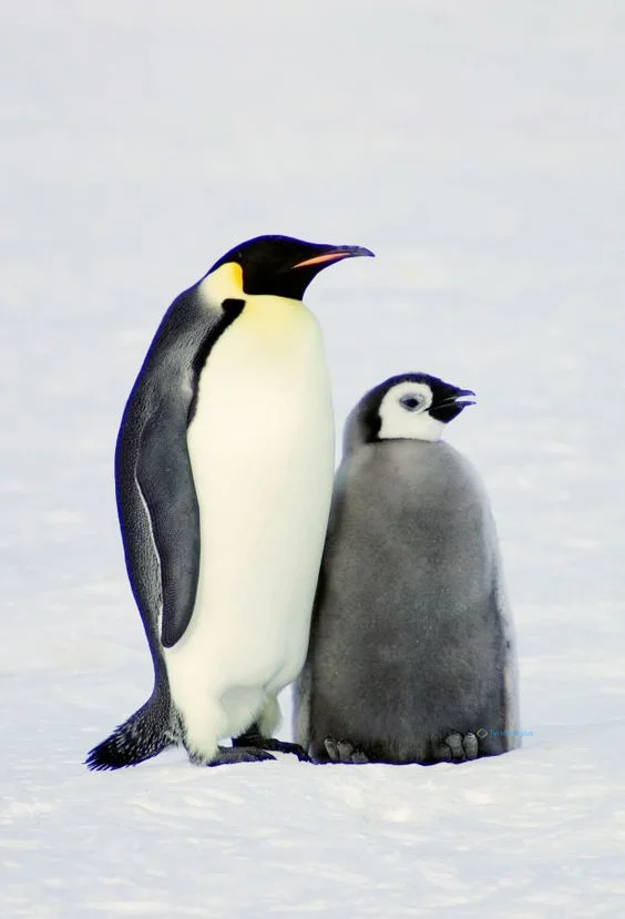 Hình nền chim Cánh Cụt cho điện thoại