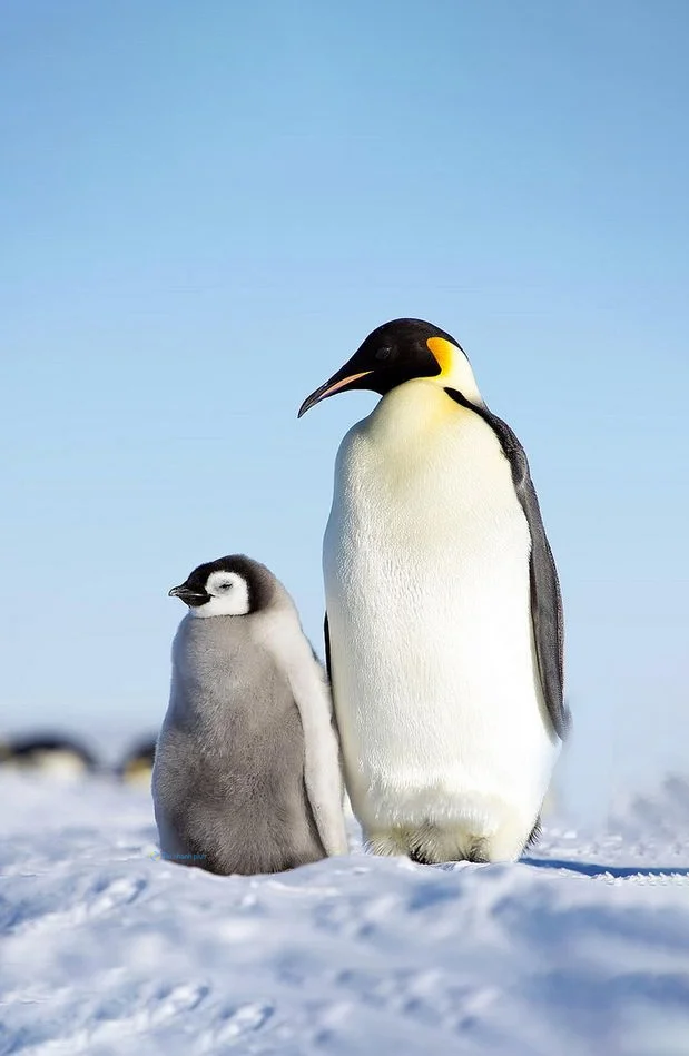 Hình nền chim Cánh Cụt cho điện thoại