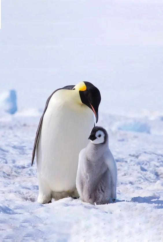 Hình nền chim Cánh Cụt cho điện thoại