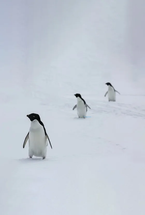 Hình nền chim Cánh Cụt cho điện thoại