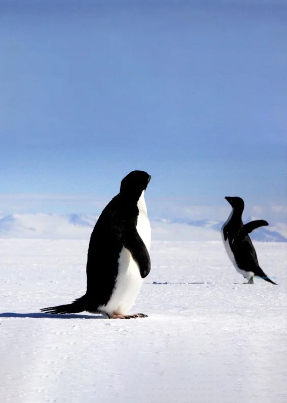 Hình nền chim Cánh Cụt cho điện thoại