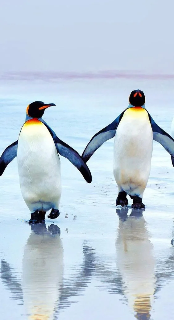 Hình nền chim Cánh Cụt