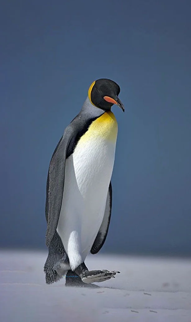 Hình nền chim Cánh Cụt