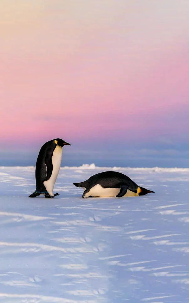 Hình nền chim Cánh Cụt