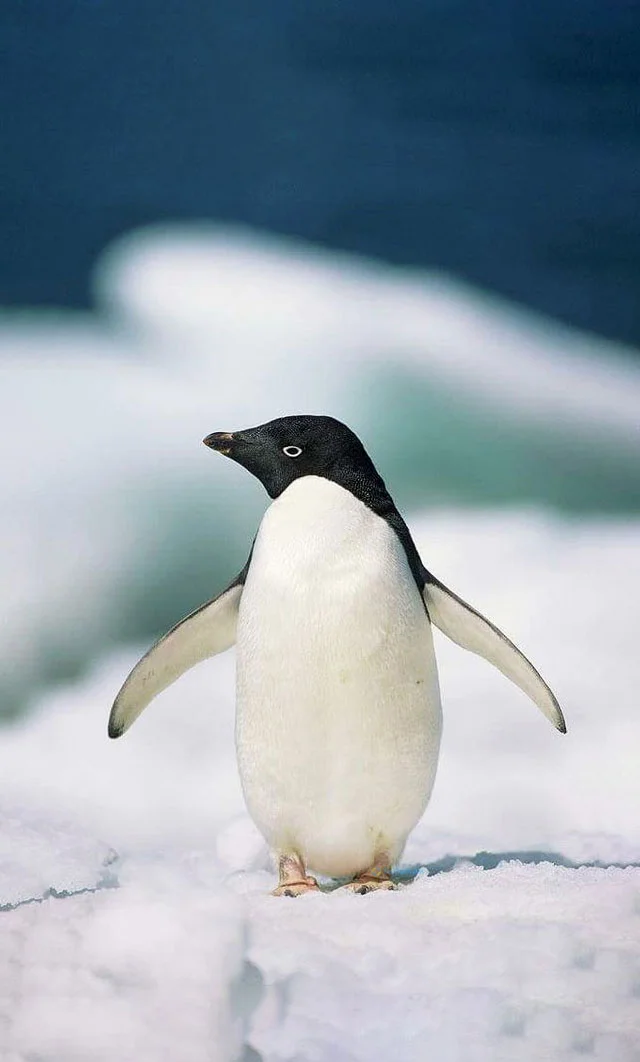 Hình nền chim Cánh Cụt