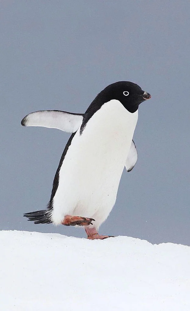 Hình nền chim Cánh Cụt