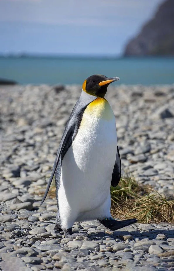 Hình nền chim Cánh Cụt