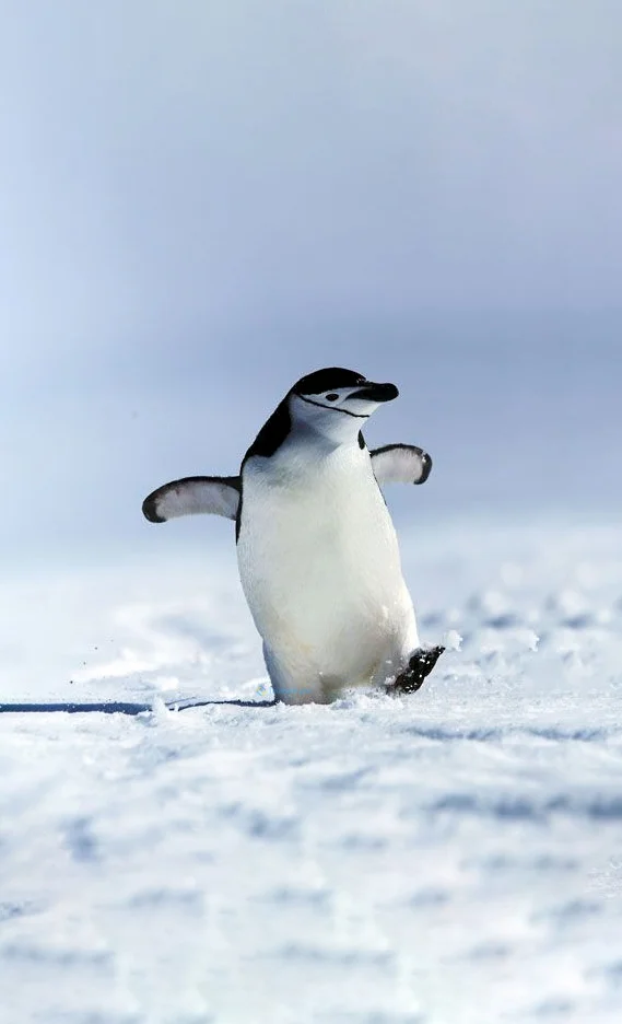 Hình nền chim Cánh Cụt cute cho điện thoại