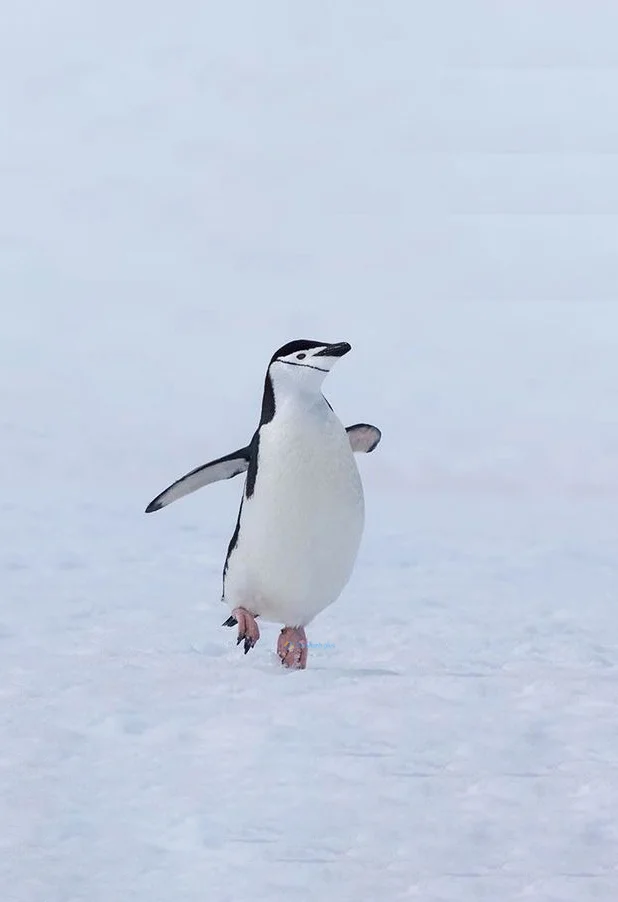 Hình nền chim Cánh Cụt cute cho điện thoại