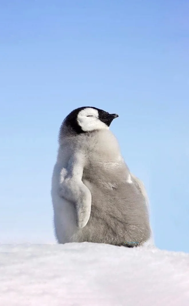 Hình nền chim Cánh Cụt cute cho điện thoại