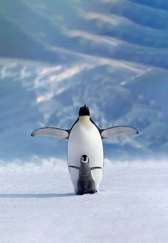 Hình nền chim Cánh Cụt cute cho điện thoại