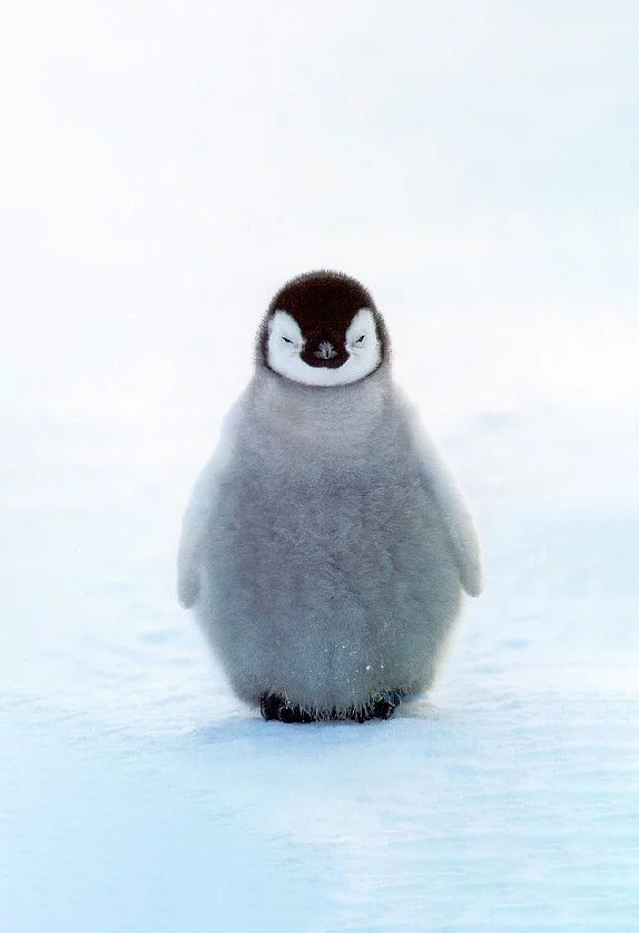 Hình nền chim Cánh Cụt cute cho điện thoại