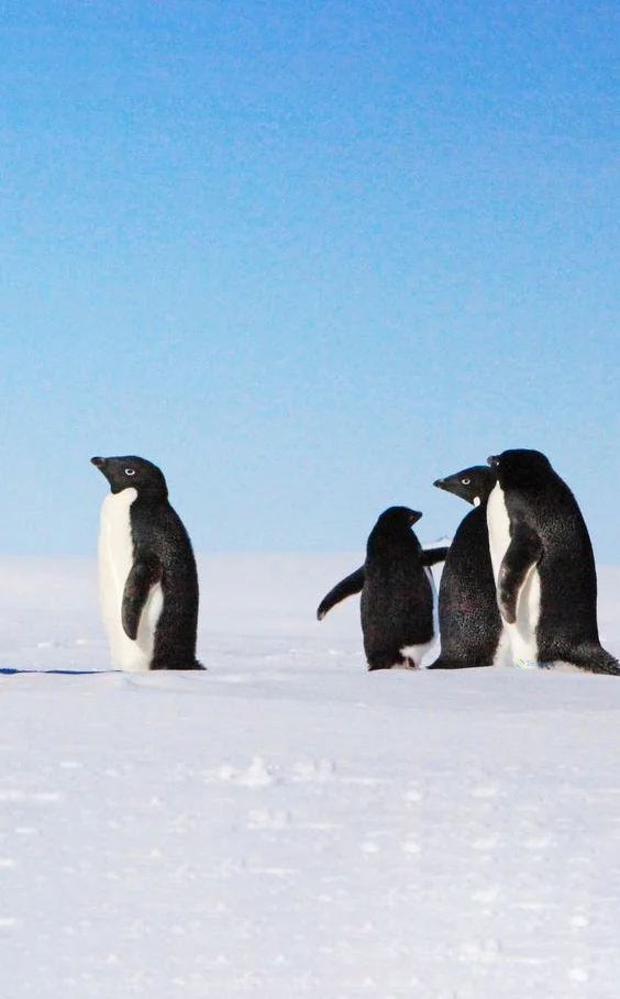 Hình nền chim Cánh Cụt cute cho điện thoại