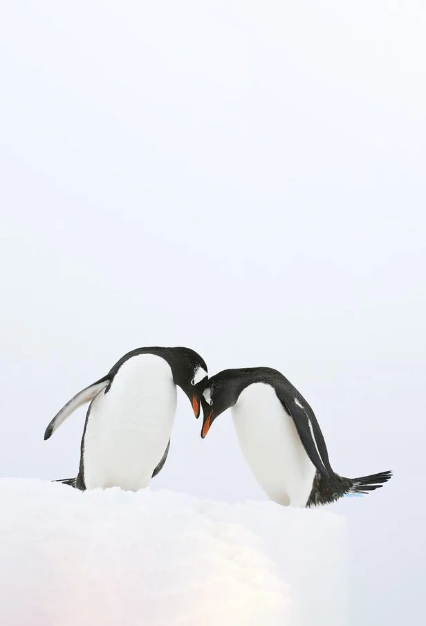 Hình nền chim Cánh Cụt cute cho điện thoại