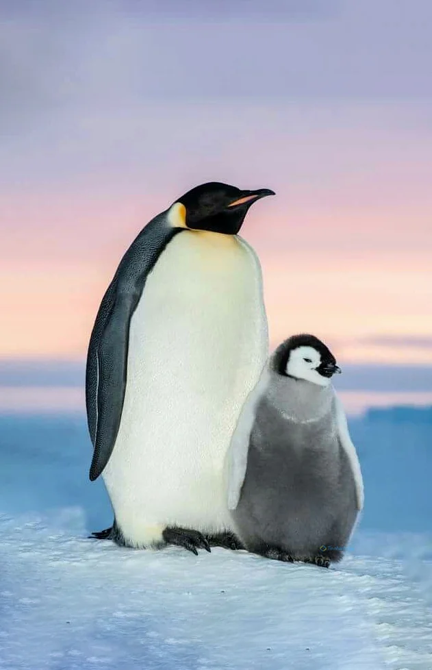 Hình nền chim Cánh Cụt cute cho điện thoại