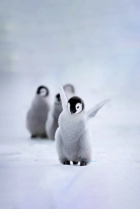 Hình nền chim Cánh Cụt cute cho điện thoại