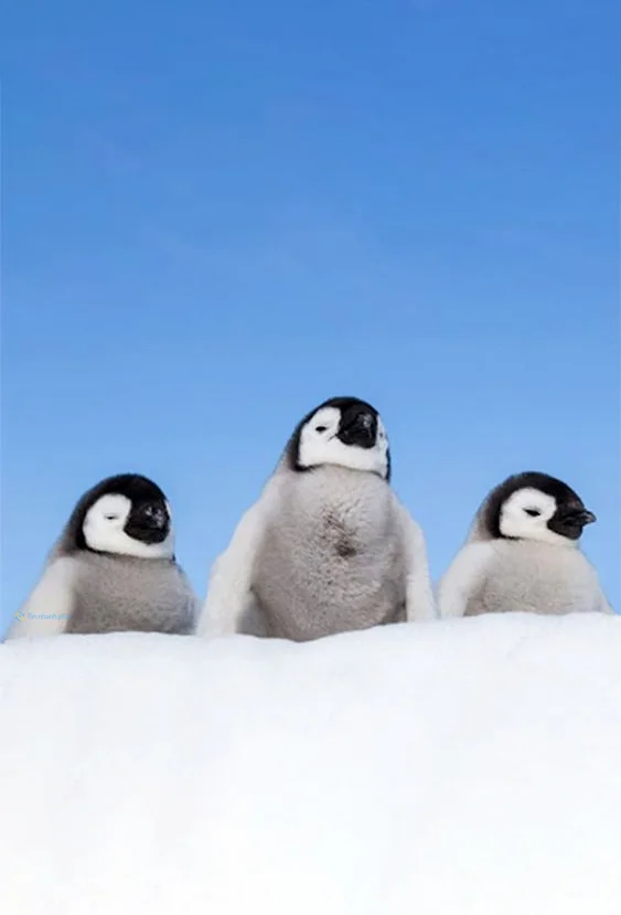 Hình nền chim Cánh Cụt cute cho điện thoại