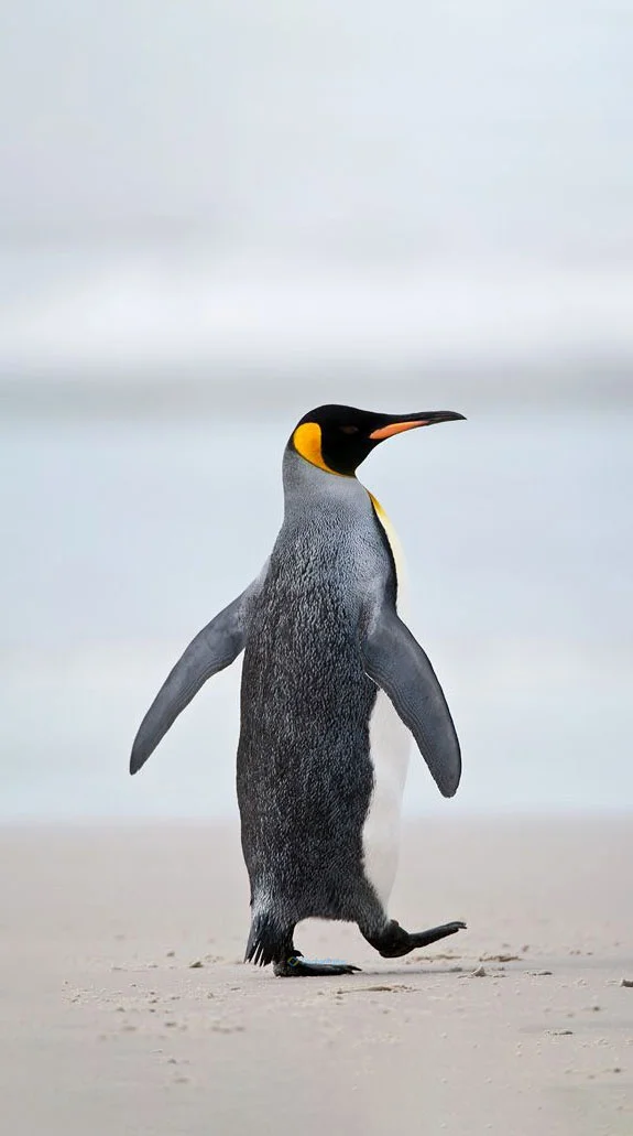 Hình nền chim Cánh Cụt cute cho điện thoại