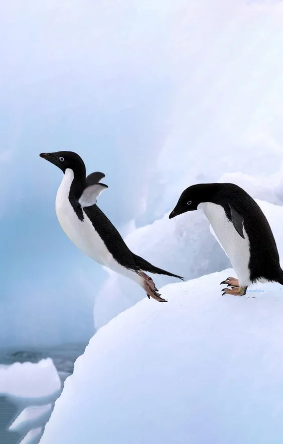 Hình nền chim Cánh Cụt cute cho điện thoại