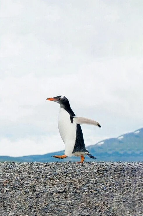 Hình nền chim Cánh Cụt cute cho điện thoại