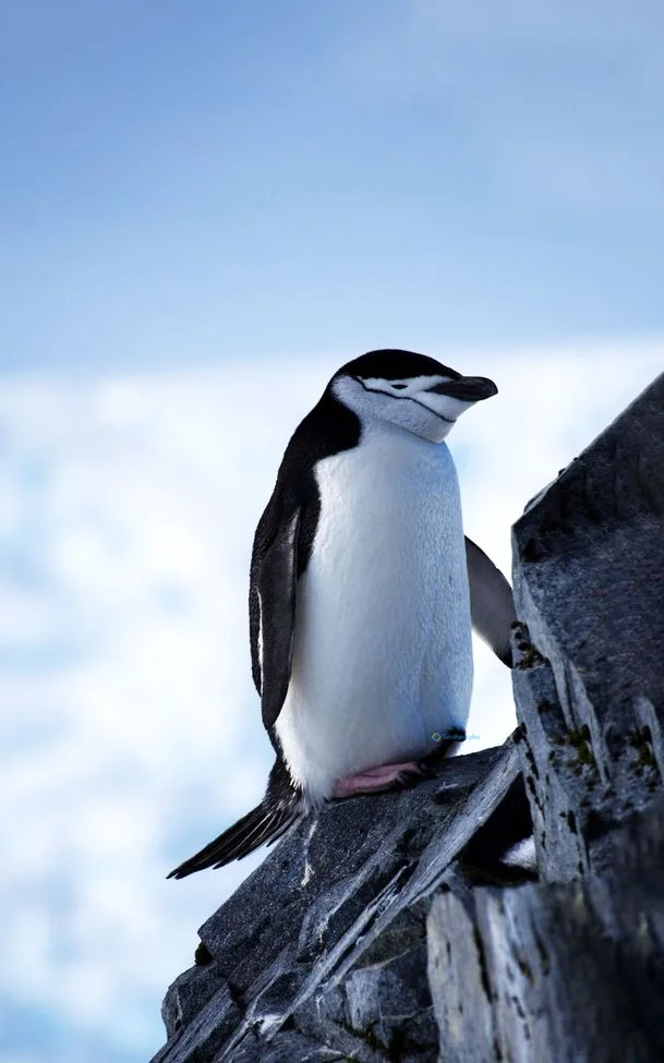 Hình nền chim Cánh Cụt cute cho điện thoại