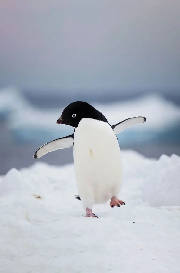 Hình nền chim Cánh Cụt cute cho điện thoại