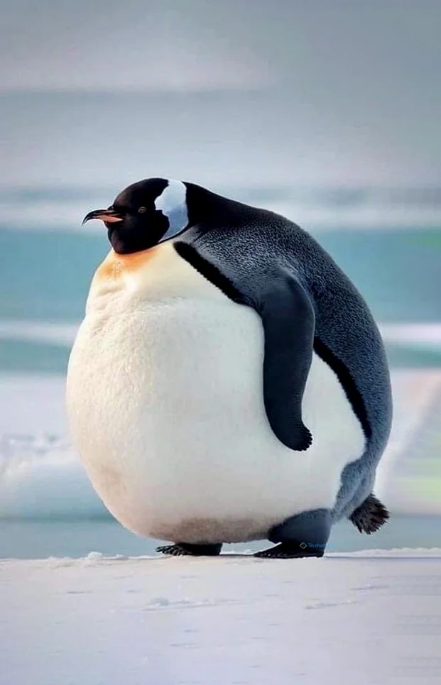 Hình nền chim Cánh Cụt cute cho điện thoại