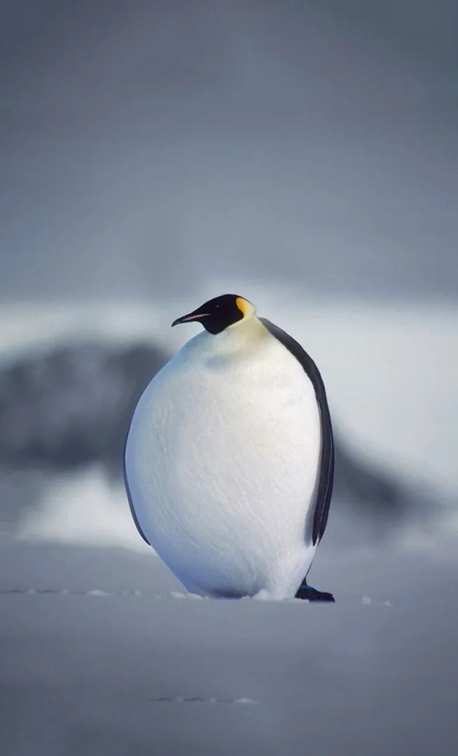 Hình nền chim Cánh Cụt cute cho điện thoại