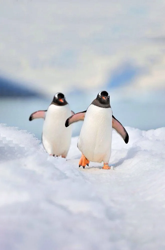 Hình nền chim Cánh Cụt cute cho điện thoại