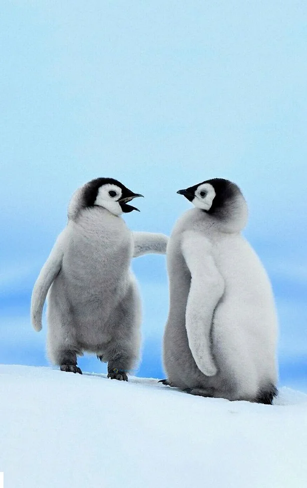 Hình nền chim Cánh Cụt cute cho điện thoại