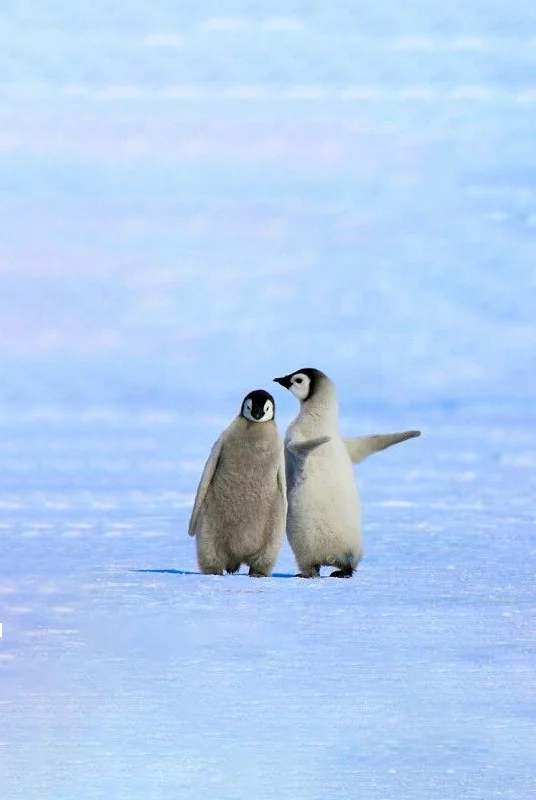 Hình nền chim Cánh Cụt cute cho điện thoại