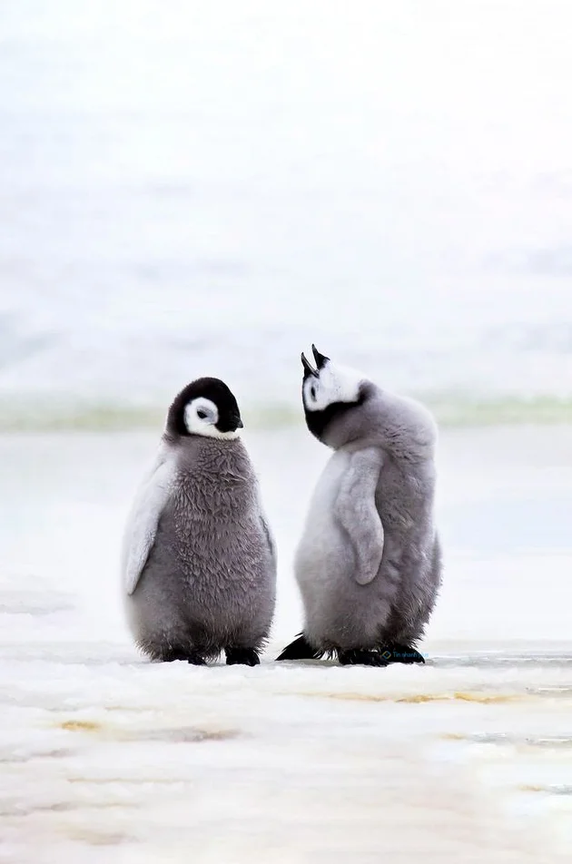 Hình nền chim Cánh Cụt cute cho điện thoại