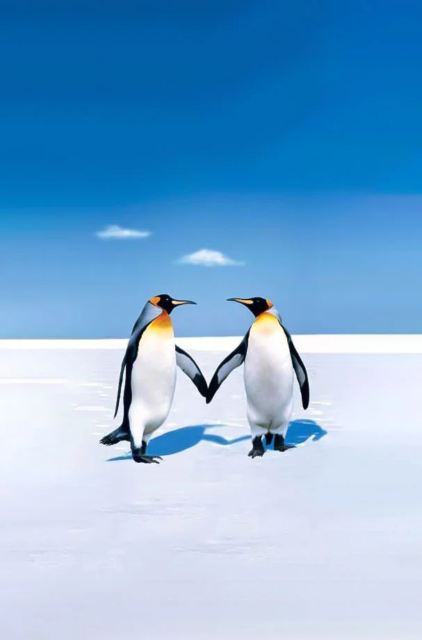 Hình nền chim Cánh Cụt cute cho điện thoại