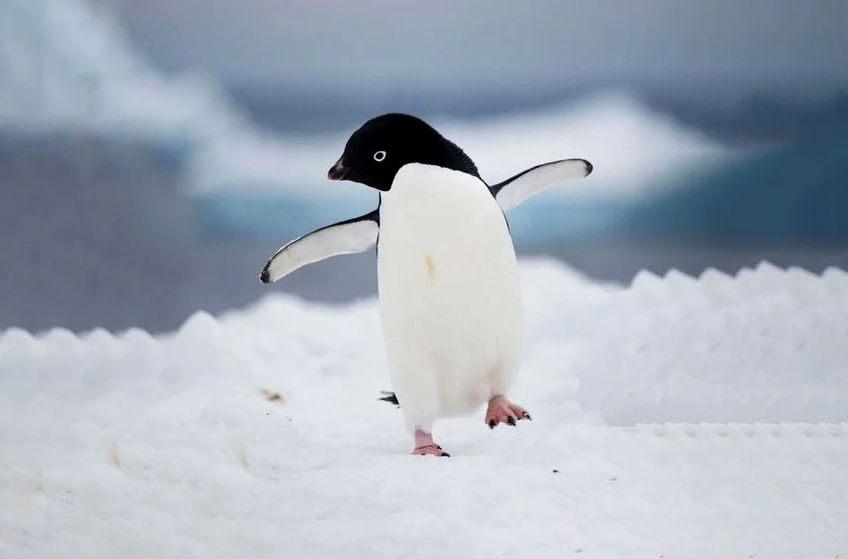 248+ Hình nền chim Cánh Cụt, chim Cánh Cụt cute cho điện thoại