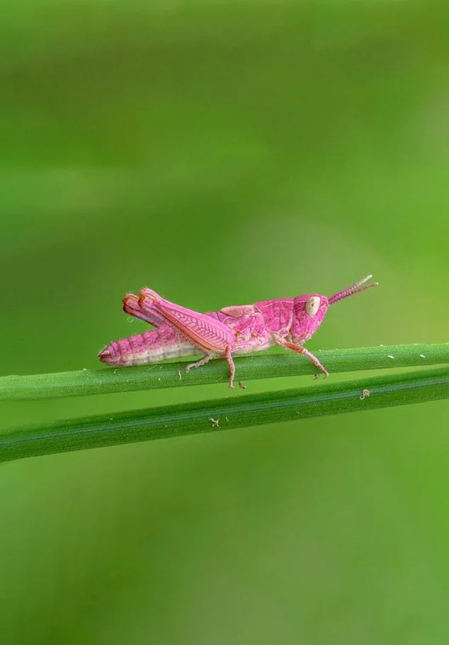 Hình nền con Cào Cào cho điện thoại