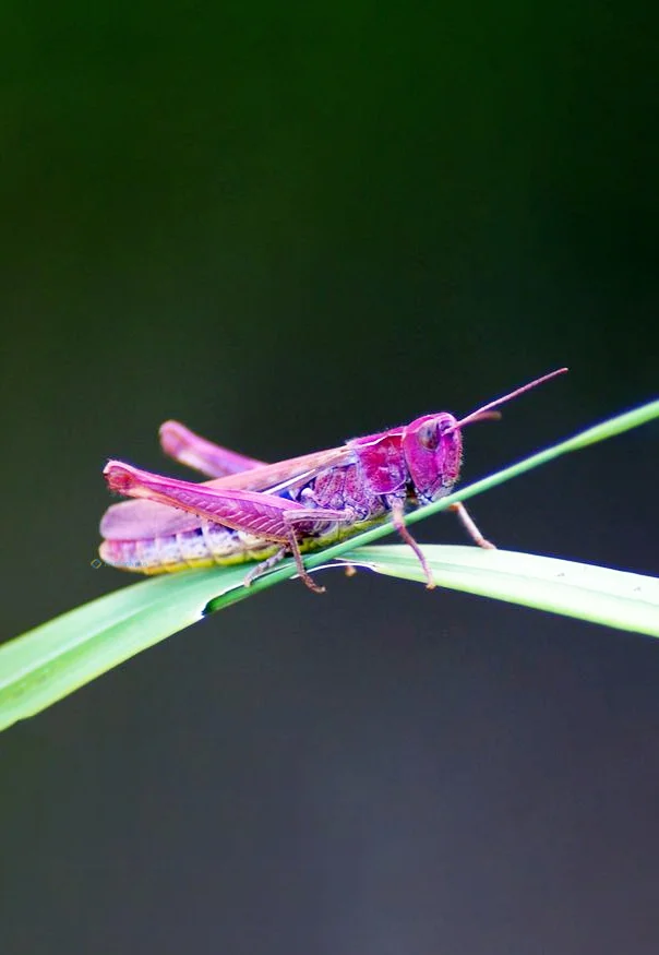 Hình nền con Cào Cào cho điện thoại