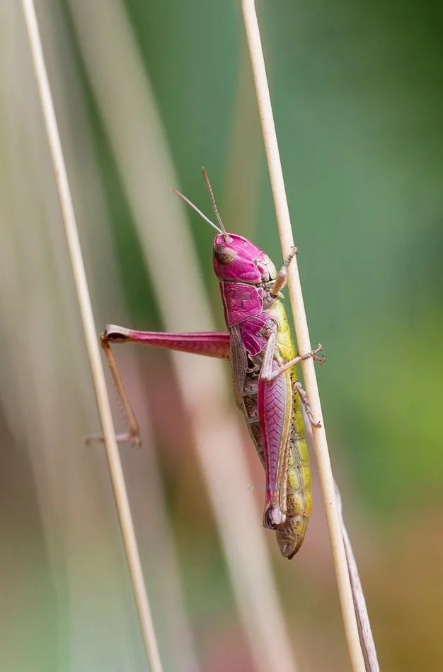 Hình nền con Cào Cào cho điện thoại