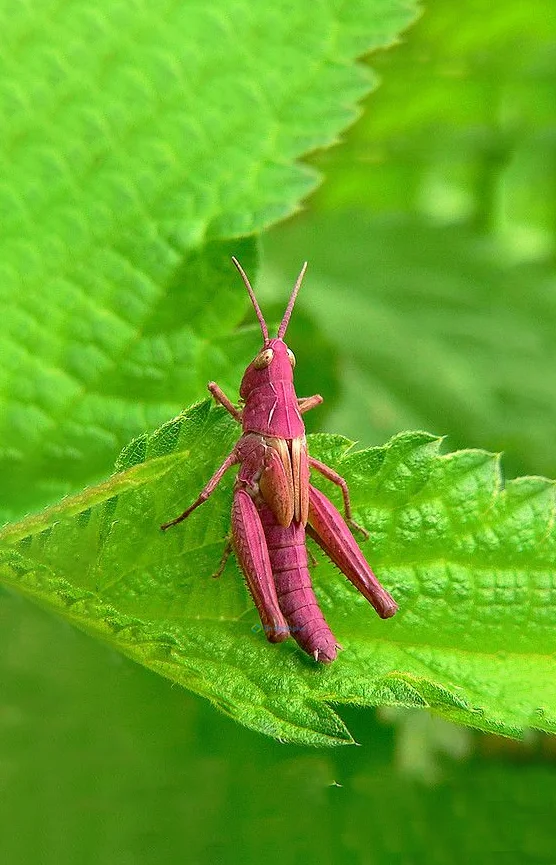 Hình nền con Cào Cào cho điện thoại