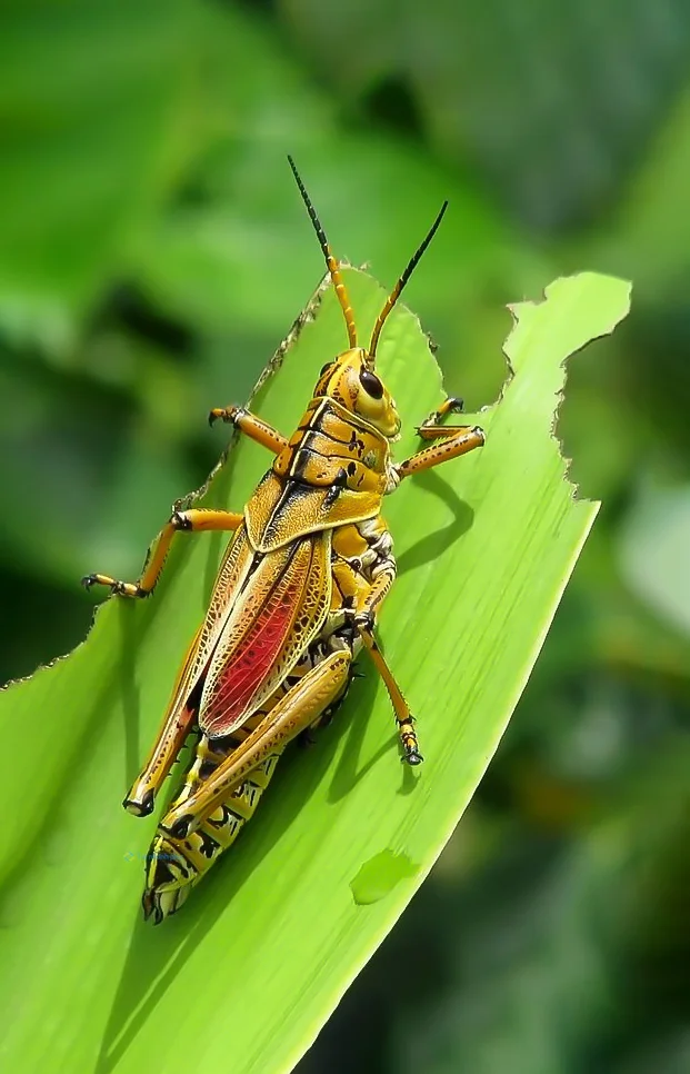 Hình nền con Cào Cào cho điện thoại