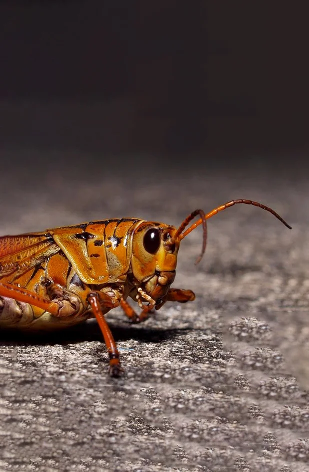 Hình nền con Cào Cào cho điện thoại