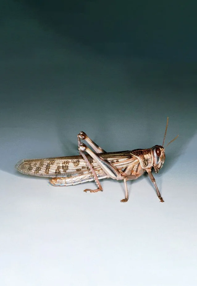 Hình nền con Cào Cào cho điện thoại