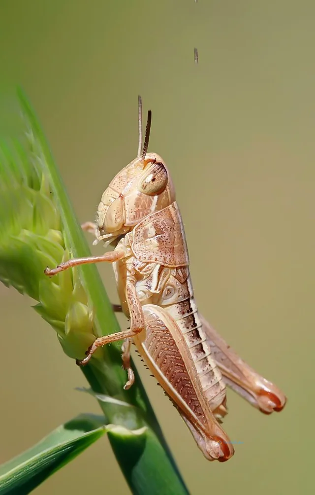 Hình nền con Cào Cào cho điện thoại