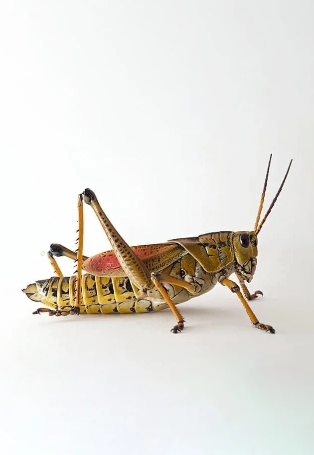 Hình nền con Cào Cào cho điện thoại