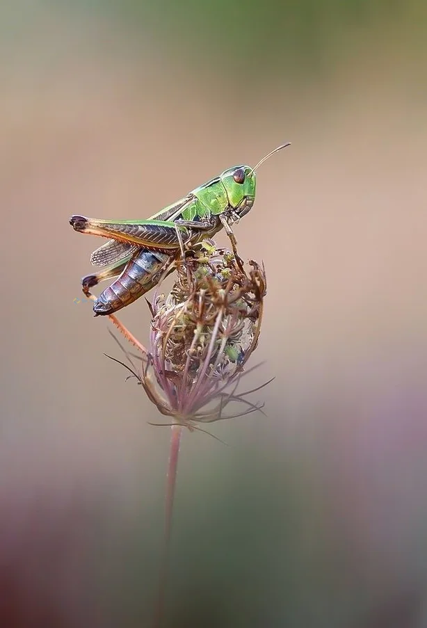 Hình nền con Cào Cào cho điện thoại