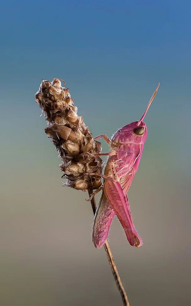 Hình nền con Cào Cào cho điện thoại