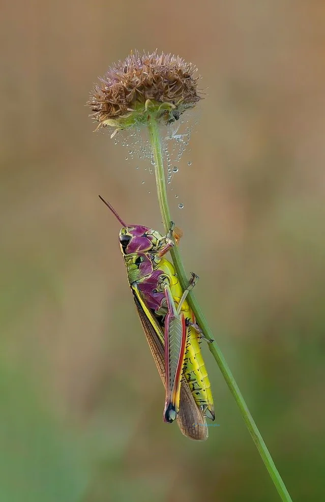 Hình nền con Cào Cào cho điện thoại