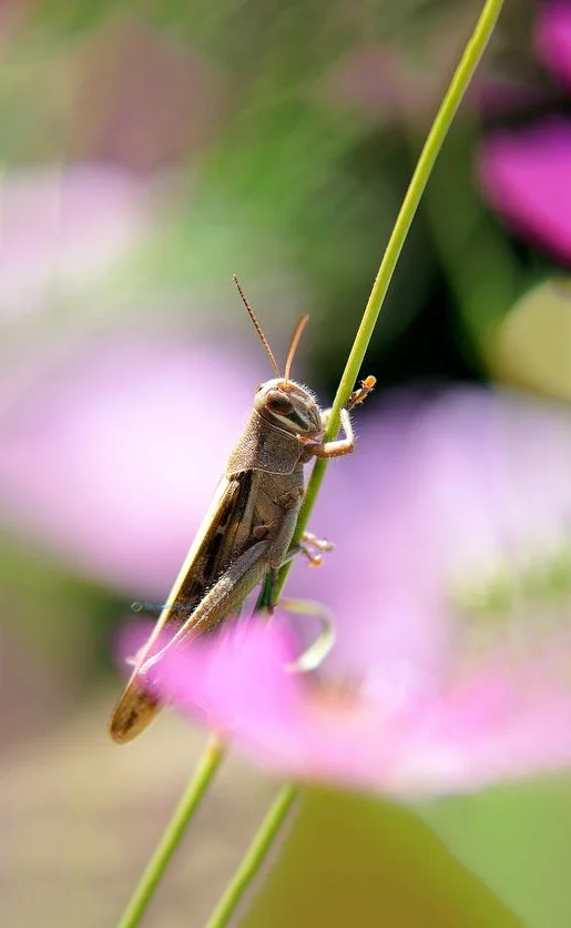 Hình nền con Cào Cào cho điện thoại